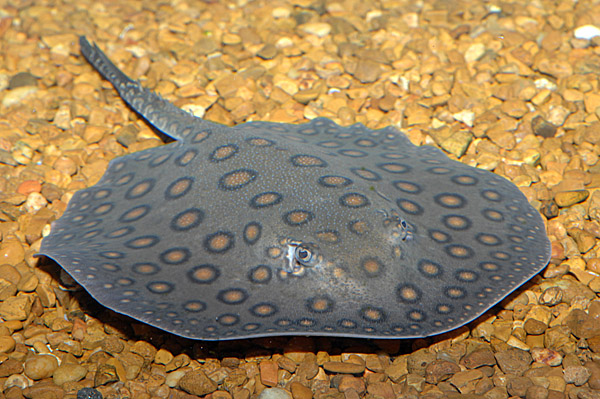 POTAMOTRYGONIDAE (RAZZE DI FIUME)